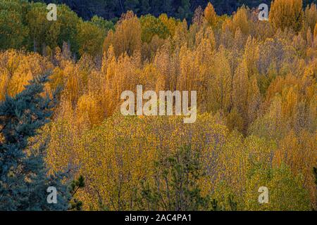 Foresta con diverse specie arboree e collage di colori autunnali. Foto Stock