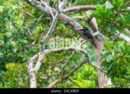 Molti aracari nastrati (Pteroglossus pluricinctus), la foresta pluviale amazzonica si trovano in Brasile, Bolivia, Colombia, Ecuador, Guyana, Perù, Suriname e Venezuela. Foto Stock