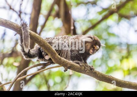 Bella scimmie Marmoset (callithrix jacchus) trovati in grandi quantità nella città di Salvador in Brasile Foto Stock