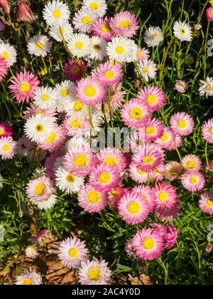 Rosa everlastings fanno parte della famiglia a margherita. Crescono naturalmente nelle aree a sud dell'Australia occidentale e si estendono nel Sud Australia. Foto Stock