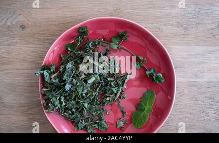 Fresca e asciugate le foglie di menta in una targhetta rossa su rustiche in legno grigio Sfondo, natiral ingredienti tè. Foto Stock