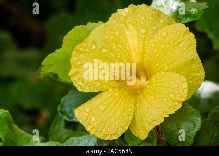 Kapa rendendo sulla Big Island: un close-up della nativa ma'o hau hele (Hibiscus brackenridgei o nativa di ibisco giallo), che viene utilizzato per fare in modo che il colorante wh Foto Stock