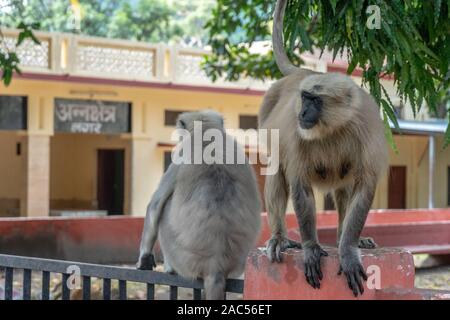 Varietà di scimmie nella città indiana di Rishikesh Foto Stock