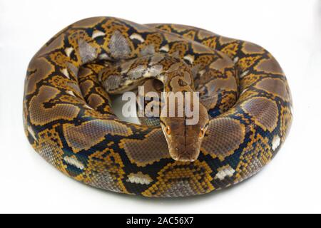 Pitone reticolato (Python reticulatus) isolato su sfondo bianco. Foto Stock