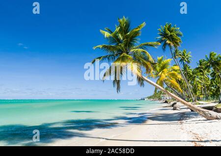 Holiday shadow, bella immagine della spiaggia Carneiros Pernanbuco in Brasile, grande vacanza Concetto di immagine con acqua blu mare e palme da cocco ombra. Foto Stock