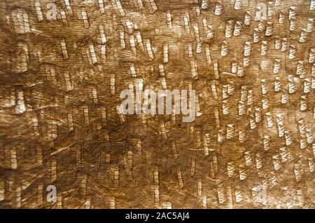 Una vista ravvicinata di kapa (o tapa) costituito da carta di corteccia di gelso da Monte Roen Hufford, Big Island. Foto Stock