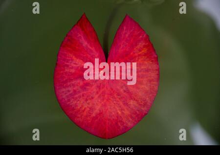 Una vista ravvicinata di un rosso fiore di loto foglie galleggianti in acqua, Big Island. Foto Stock