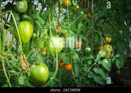 Bella rossa mature cimelio di pomodori coltivati in serra. Green grapevine pomodori. Verde pomodori acerbi sulla boccola. Foto Stock