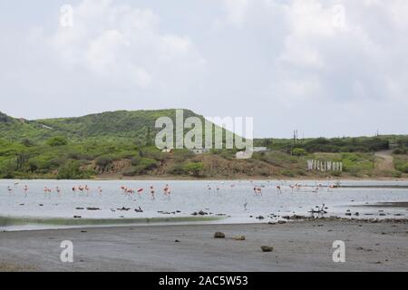 Flamingo colorati uccelli trampolieri e mangiare in un lago in Curaçao Antille olandesi Foto Stock