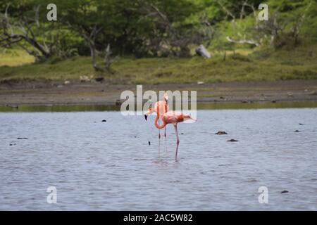 Flamingo colorati uccelli trampolieri e mangiare in un lago in Curaçao Antille olandesi Foto Stock