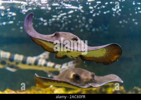 Primo piano frontale di un comune stingray nuoto subacqueo, popolare di pesci tropicali specie dall'oceano Atlantico Foto Stock