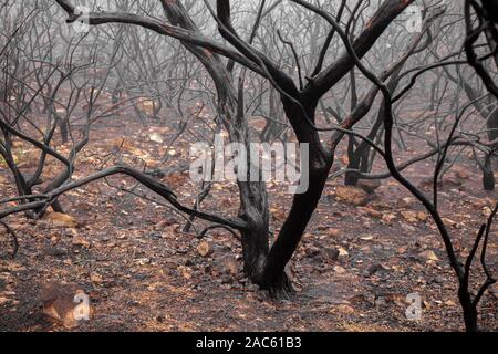 Gran Canaria, novembre 2019, il parco naturale di Tamadaba tre mesi dopo wildfire, Burt retama boccole Foto Stock