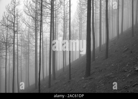 Gran Canaria, novembre 2019, il parco naturale di Tamadaba tre mesi dopo wildfire, bruciato pini delle Canarie, monocromatico Foto Stock