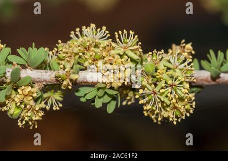 Dettaglio foglia, Nano bush-ciliegia, Maerua parvifolia, spitzkoppe, Namibia Foto Stock