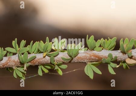 Dettaglio foglia, Nano bush-ciliegia, Maerua parvifolia, spitzkoppe, Namibia Foto Stock