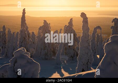 Golden light of a sunrise behind snowy boreal forest in Finnish Lapland Foto Stock