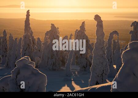 Luce dorata di un tramonto dietro nevoso foresta boreale in Lapponia finlandese Foto Stock