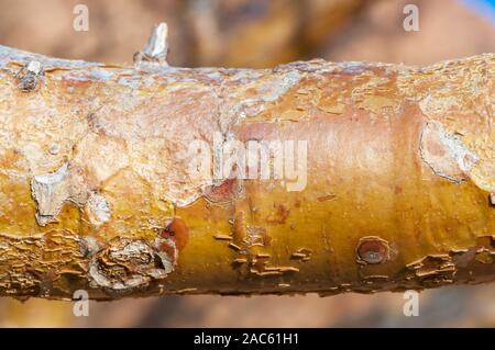 Corteccia di albero, quiver tree, Aloidendron dichotomum, spitzkoppe, Namibia Foto Stock