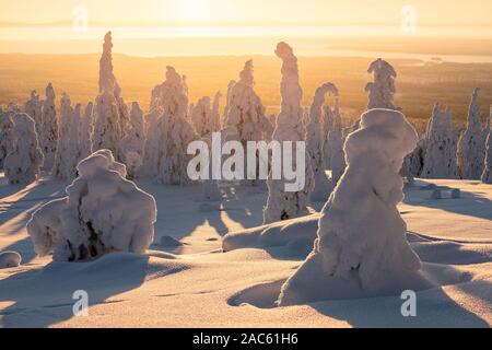 Riisitunturi parco nazionale del Golden sunrise con silhouette di neve imballata alberi vicino a Kuusamo in Posio, Finlandia Foto Stock