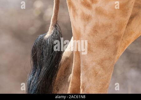 Tre-cornuto giraffe, Giraffa camelopardalis, la coda e le cosce, Namibia Foto Stock