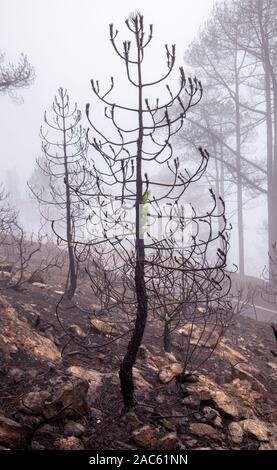 Gran Canaria, novembre 2019, il parco naturale di Tamadaba tre mesi dopo wildfire,alcune bruciato pini Canarie recupero Foto Stock