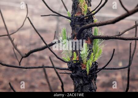 Gran Canaria, novembre 2019, il parco naturale di Tamadaba tre mesi dopo wildfire,alcune bruciato pini Canarie recupero Foto Stock