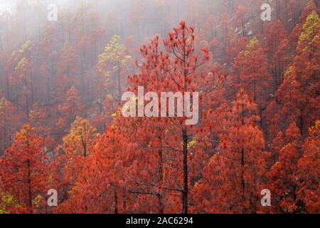 Gran Canaria, novembre 2019, il parco naturale di Tamadaba tre mesi dopo wildfire Foto Stock