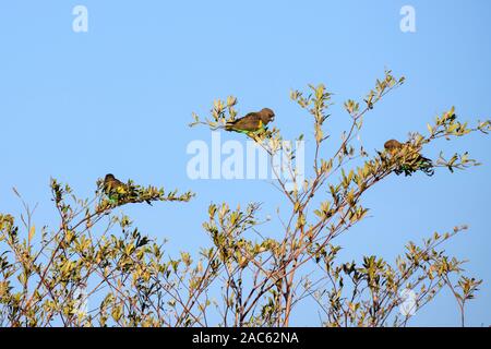 Pappagallo O Pappagallo Marroni Di Meyer, Poicephalus Meyeri, Macatoo, Delta Dell'Okavango, Botswana Foto Stock