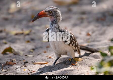 Southern Red-Fatted Hornbill, Tockus Rufirostris, Macatoo, Okavango Delta, Botswana Foto Stock