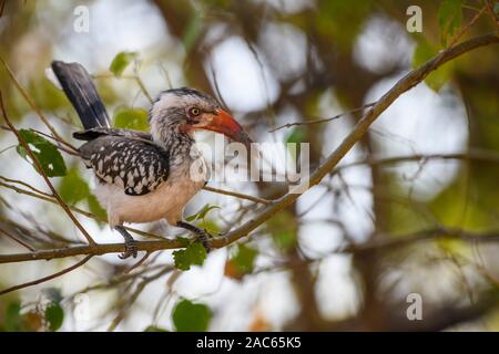 Southern Red-Fatted Hornbill, Tockus Rufirostris, Macatoo, Okavango Delta, Botswana Foto Stock