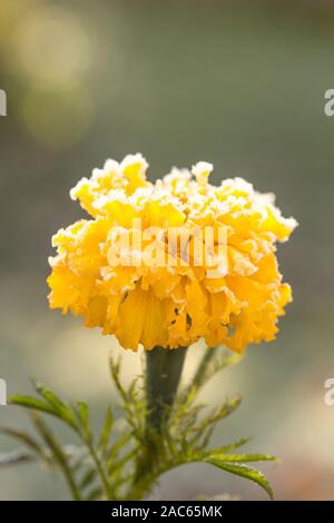 Brina. In prossimità dei bellissimi fiori di tagete in pentola. Tagetes erecta, messicano, azteca o africano calendula, nel giardino d'inverno. Macro di un arancio Foto Stock