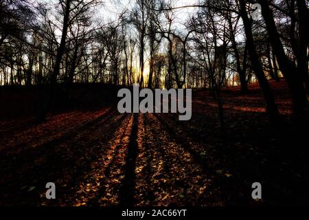 Basso sole invernale struttura di colata ombre sul suolo della foresta REGNO UNITO Foto Stock