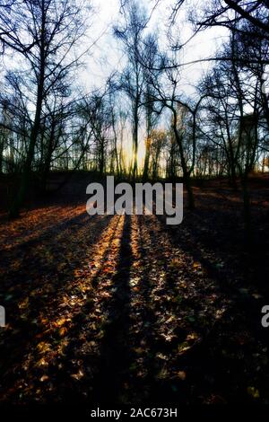 Basso sole invernale struttura di colata ombre sul suolo della foresta REGNO UNITO Foto Stock