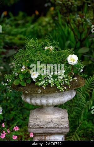 Urna,gotico vittoriano,,stile stile,,piantatrice,fiore,fiori,display,fer,dryopteris,begonia,bianco begonie,mix,miscelati,giardinaggio contenitore,,ornamentali giardino Foto Stock