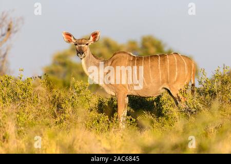 Femmina Grande Kudu, Tragelaphus Strepsiceros, Macatoo, Okavango Delta, Botswana Foto Stock