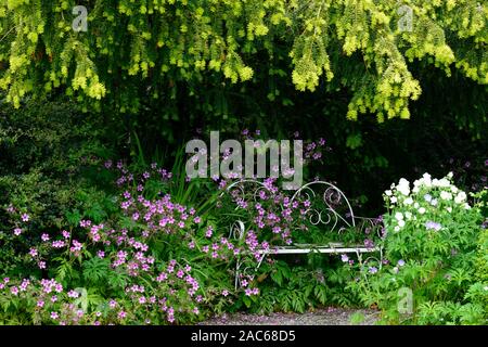 Geranio palmatum,rosa,magenta fiori,fioritura,isola Canarie geranio,coperchio,la copertura,metallo bianco sedile,,salotto mobili da giardino,incolto,RM Floral Foto Stock