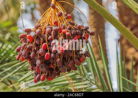 Close up dark mature date appesi in palme di Oulad Othmane oasi sulla strada 9 tra Agdz e Zagora Foto Stock