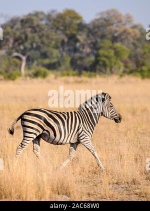 Zebra di Burchell, Equus quagga burchellii, running, Macatoo, Delta di Okavango, Botswana. Conosciuto anche come pianure o ZEBRA comune Foto Stock