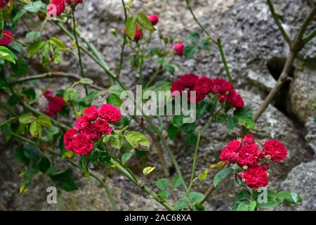 Rosa Chevy Chase,rosa Chevy Chase,red rambler,red rampicate, scalatore,rosa rampicante, fioritura,fiori,fragrante,profumato,cattive condizioni,,malato blackspo Foto Stock