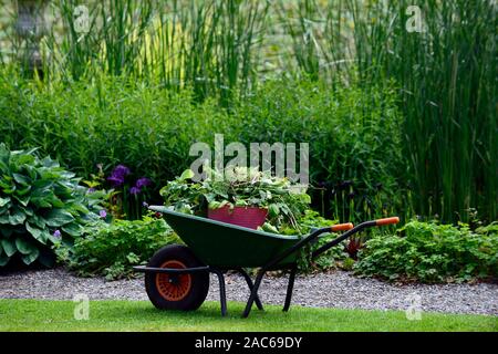 Carriola,,Erbacce Erbacce,weeding,full,riempito,giardinaggio,posti di lavoro,faccende,attività,carriole,giardino,giardino,guida,assistere,eseguire,spostare,RM Floral Foto Stock