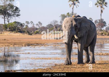 Elefante africano maschio, Loxodonta africana, indossando un collare d'inseguimento, Macatoo, Okavango Delta, Botswana Foto Stock