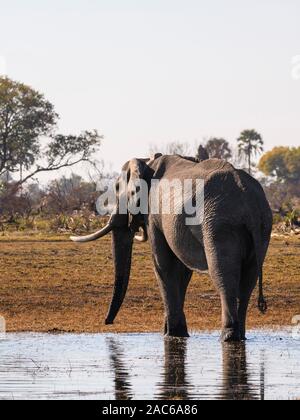 Elefante africano maschio, Loxodonta africana, indossando un collare d'inseguimento, Macatoo, Okavango Delta, Botswana Foto Stock