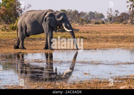 Elefante africano maschio, Loxodonta africana, bere, indossare un collare d'inseguimento, Macatoo, Okavango Delta, Botswana Foto Stock