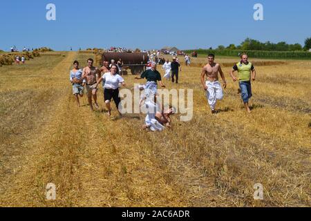 Gornji Breg, Serbia, luglio 17, 2011. Il raccolto la vecchia maniera sul campo in Gornji Breg, Backa, Vojvodina. Questo evento è accompagnato da turisti Foto Stock