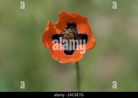 Fiore di mais, papavero comune o di papavero rosso papavero (Papaver rhoeas) su sfondo verde. Soft focus Foto Stock