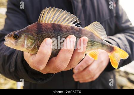 Comune di persico del pescatore, mano immagine dai toni Foto Stock