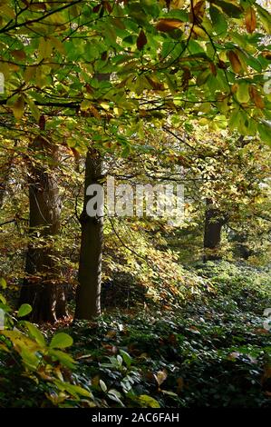 Morchie Cray prati in autunno, morchie Cray, Kent. Regno Unito Foto Stock