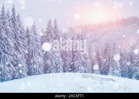 Un sacco di abeti nella maestosa Place. In inverno le montagne dei Carpazi in Ucraina Foto Stock