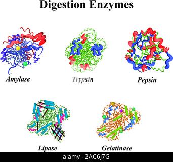 Gli enzimi di digestione set. Chimica formula molecolare. Amilasi, tripsina, gelatinasi, pepsina, lipasi. Infographics. Illustrazione Vettoriale sulla isolato Illustrazione Vettoriale