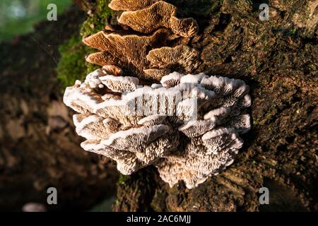 Il fumoso staffa (Bjerkandera adusta) è un comune albero fungo. Foto Stock